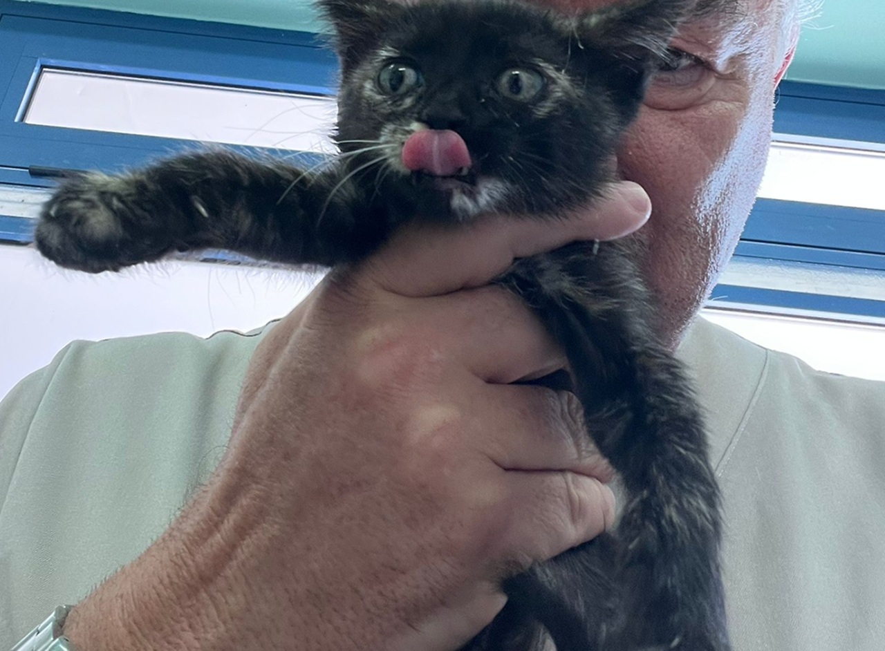 Gatti lanciati dall'auto in corsa ad Arezzo a Ferragosto dal veterinario