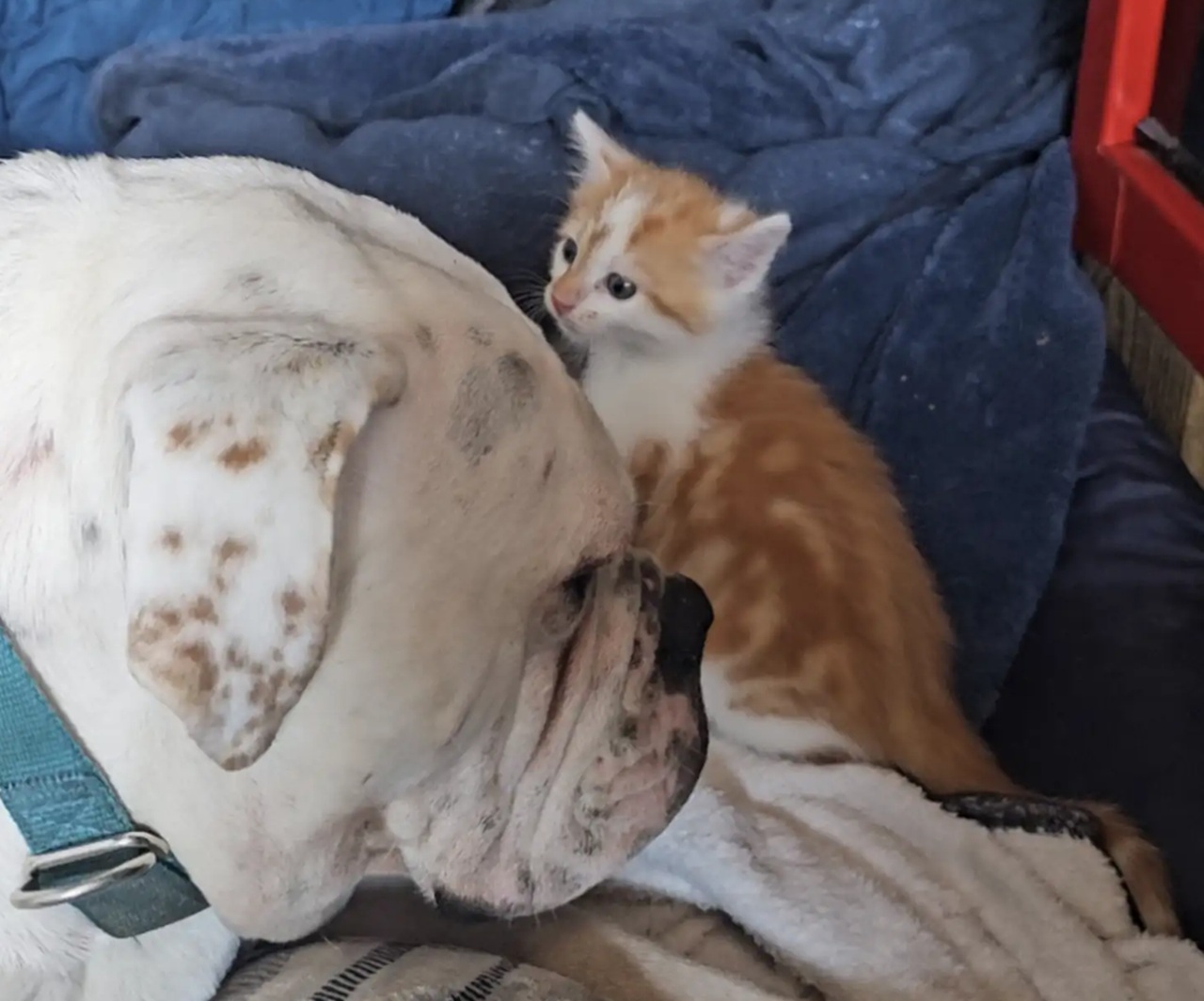 Cane e gatto amici