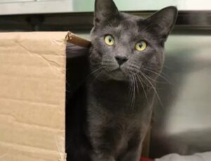 La storia di Sage, il gatto che non ha mai conosciuto l’amore