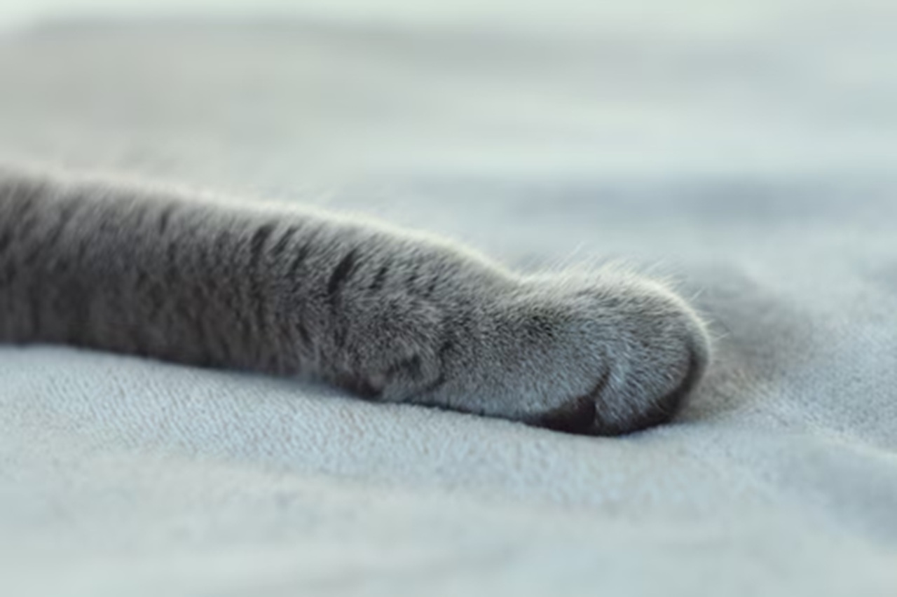 Zampa grigia del gatto