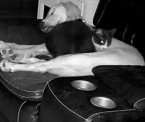 Gatto conquista un posto speciale vicino al cane di casa
