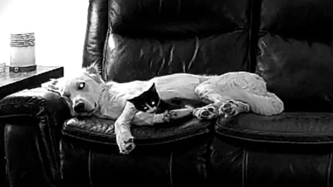 gatto posto cane casa