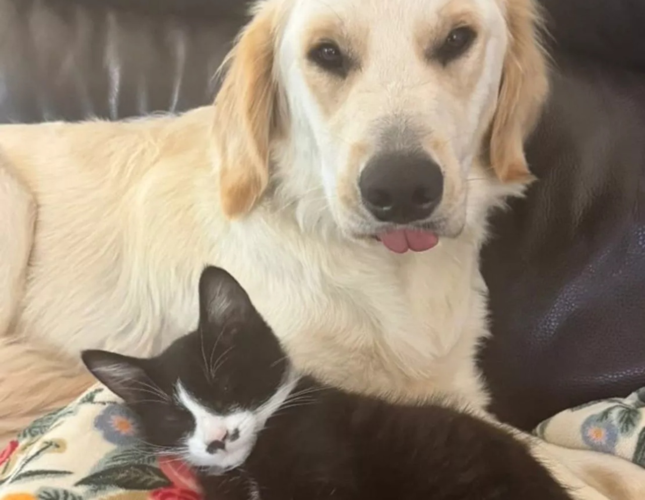 Cane e gatto amici
