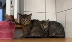 Gatto piange di continuo perché gli manca il fratello