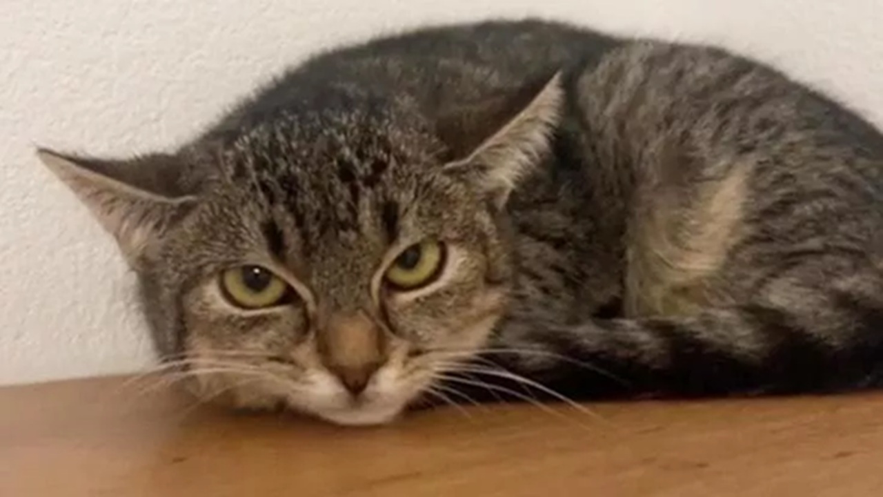 gatto piange continuo