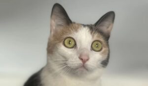 Gatto scomparso torna dopo 40 giorni: immortalato dalla telecamera di sicurezza