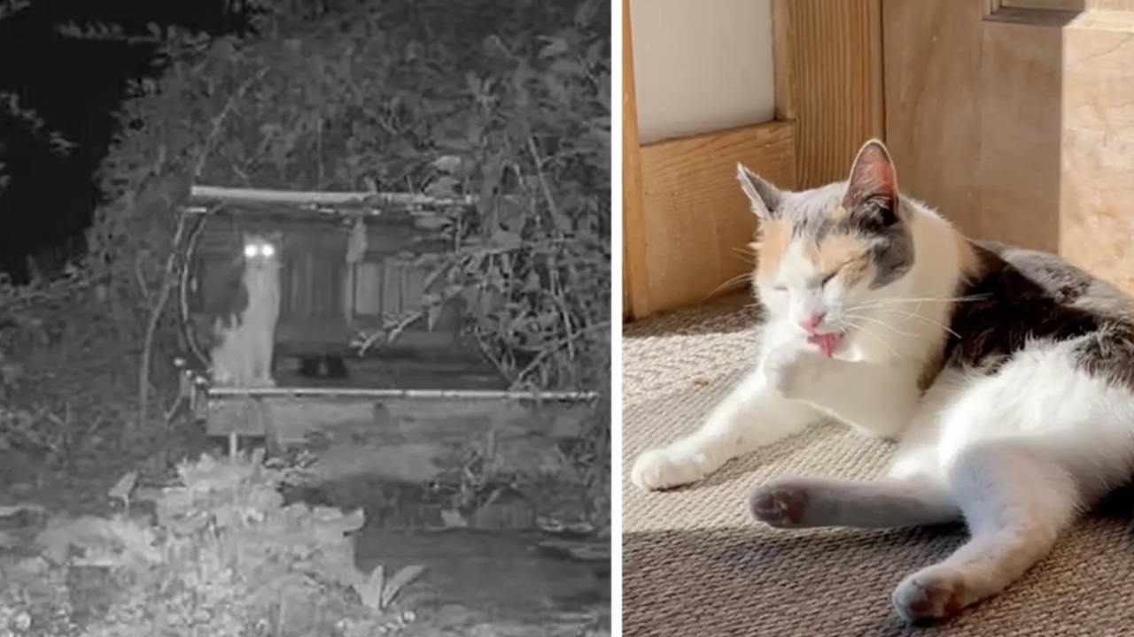 Gatto scomparso torna dopo 40 giorni