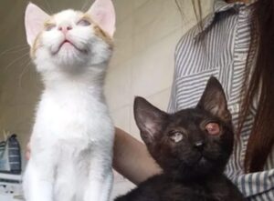 Gatti ciechi adottati insieme: la storia di Lucio e Lucy