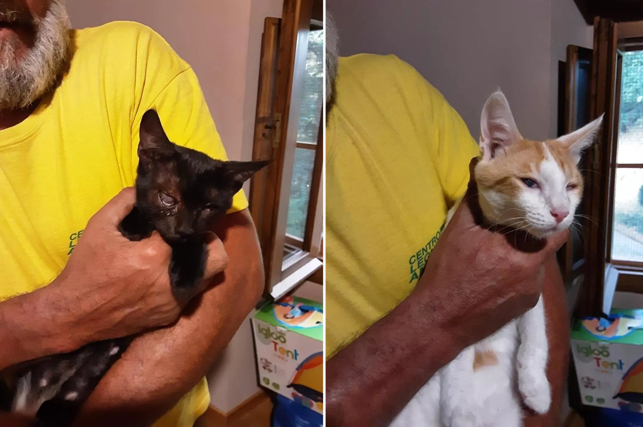 Gatti ciechi fratelli